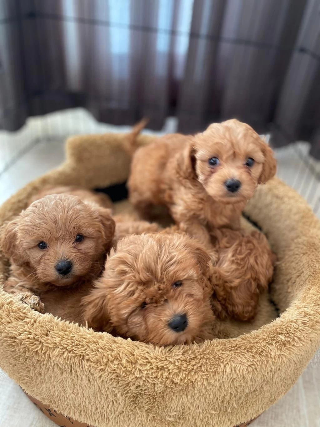 Efsane Güzellikte Maltipoo Yavrular Renk Renk
