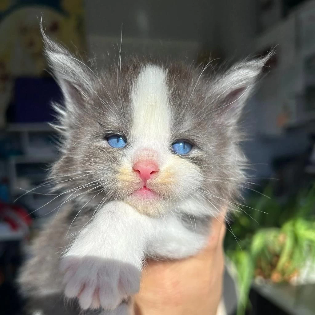 Mavi Gözlü Minik Dev Maine Coon