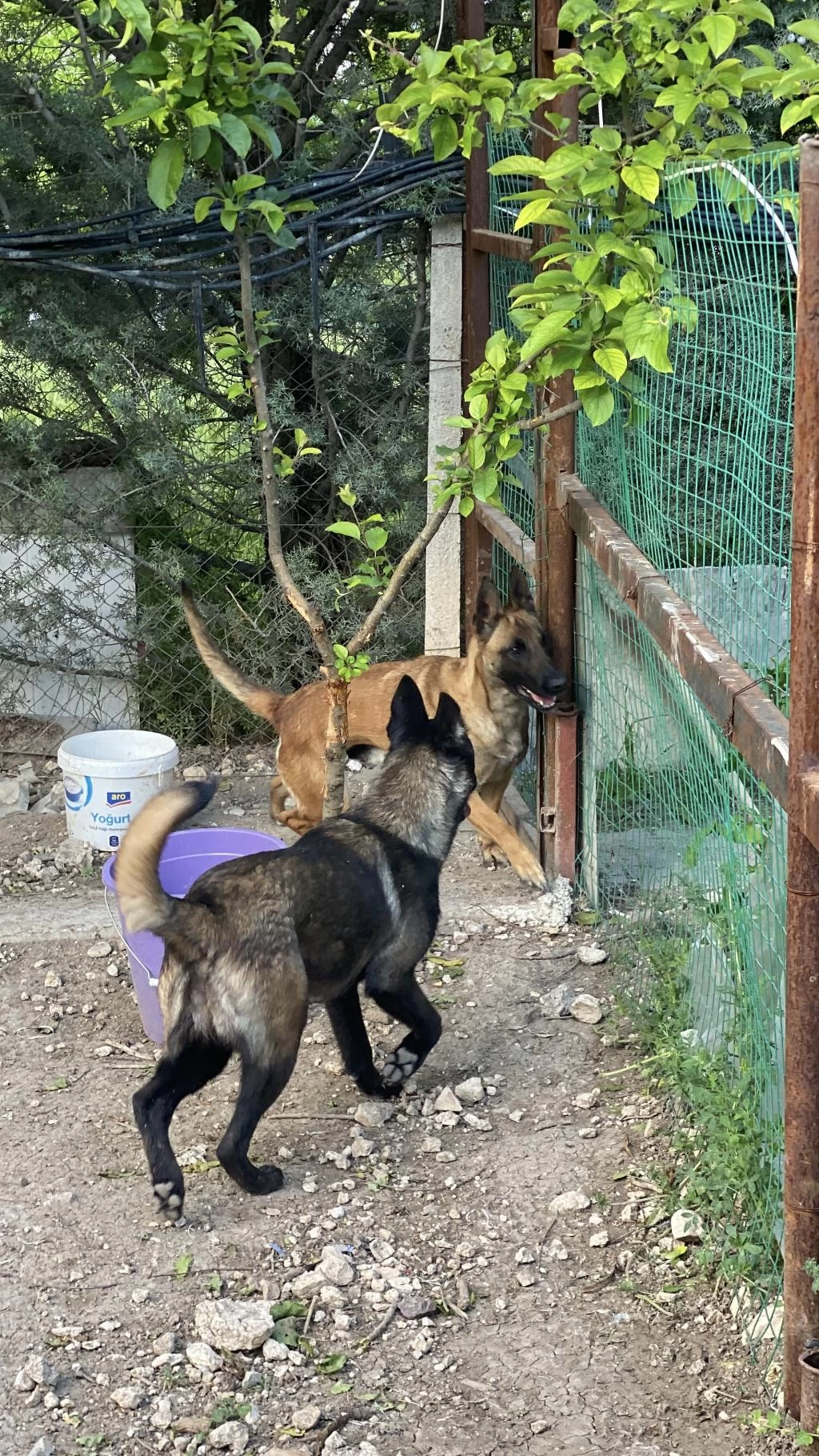 1,5 Yaşında Dişi Belçika Kurdu