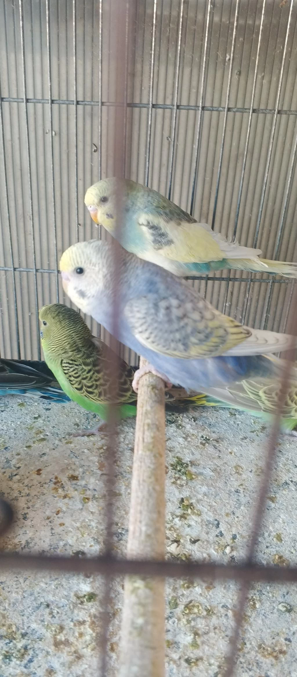 Yeni Yeme İnmiş Bebek Muhabbetler