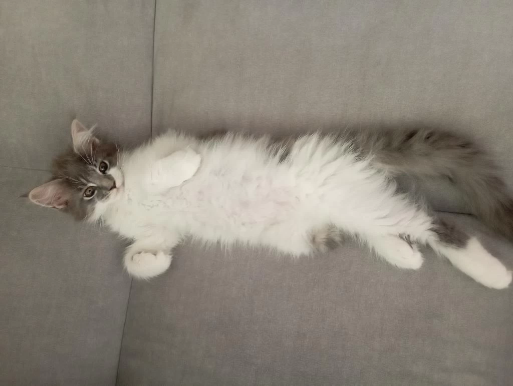 Nazik Maine Coon Devler Yuvasını Arıyor