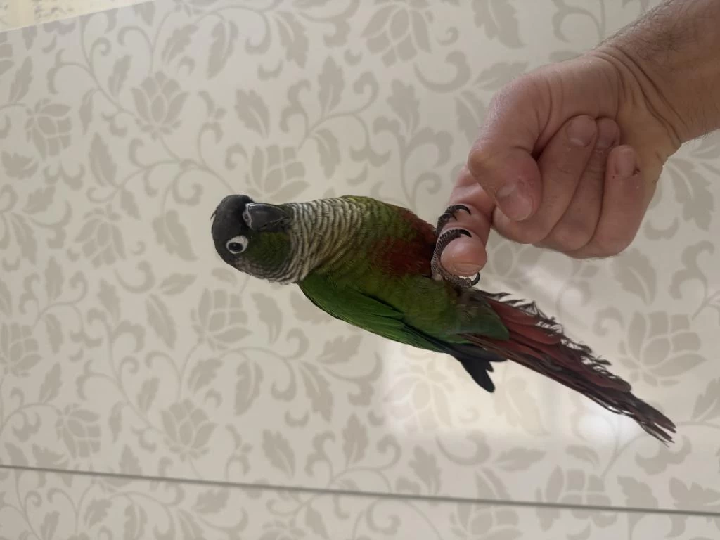 Full Evcil Konuşan Konur 81 İle Gönderim Mevcuttur