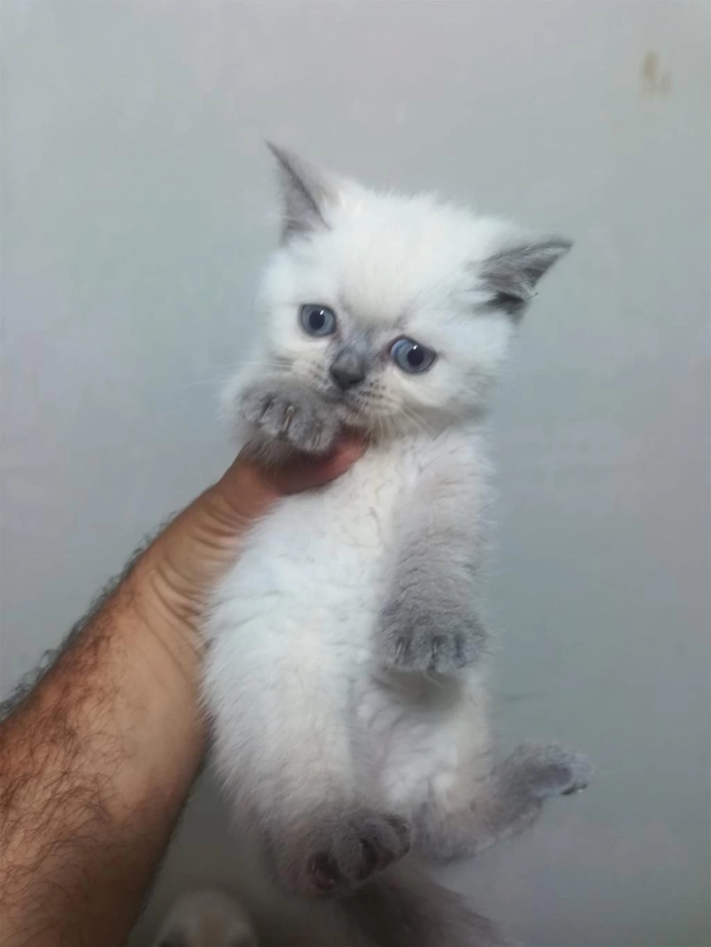 Gerçek Bir Dost Kediyse Tamda Doğru Yerdesiniz
