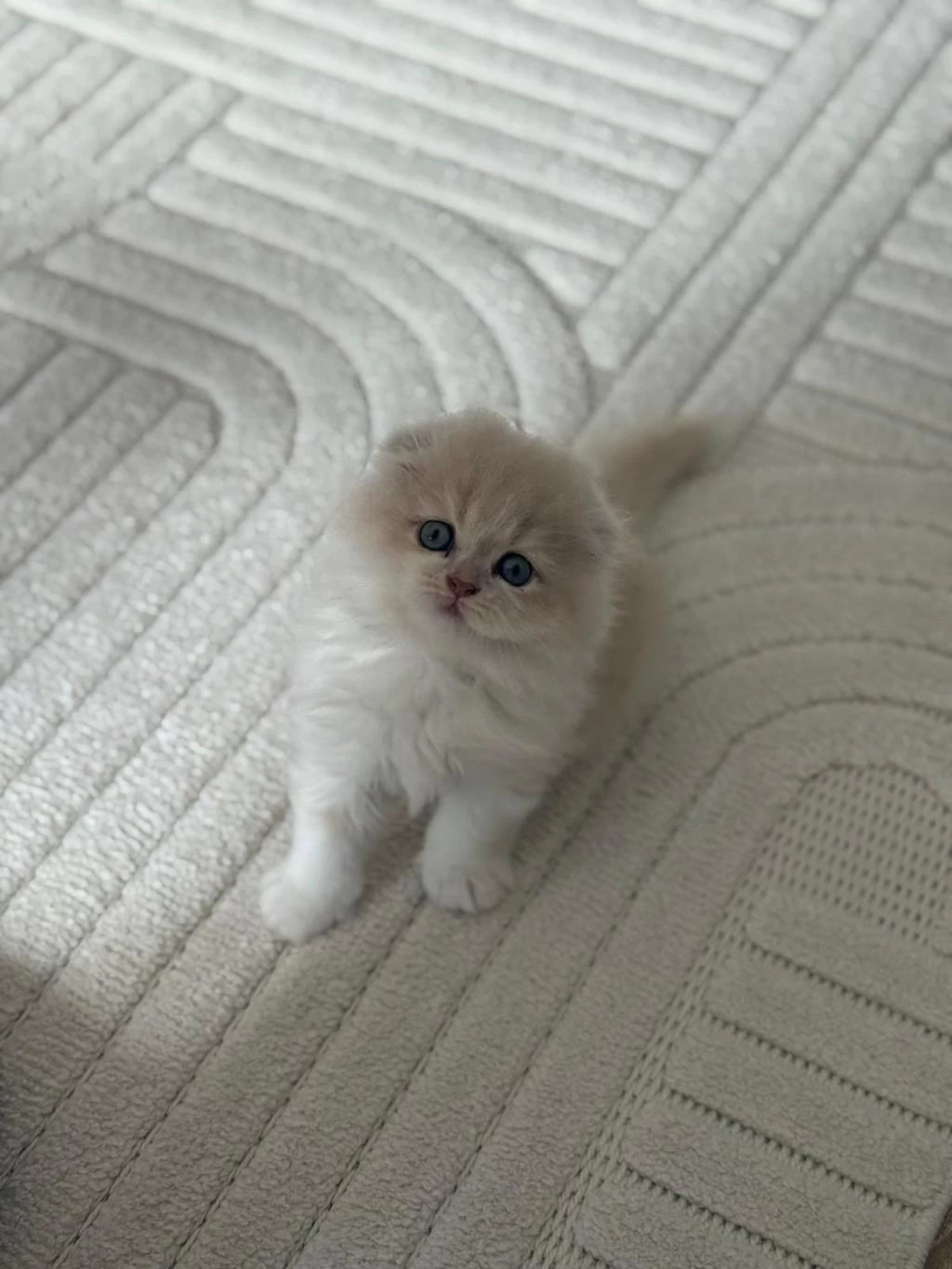 Harika Scottish Fold Yavru