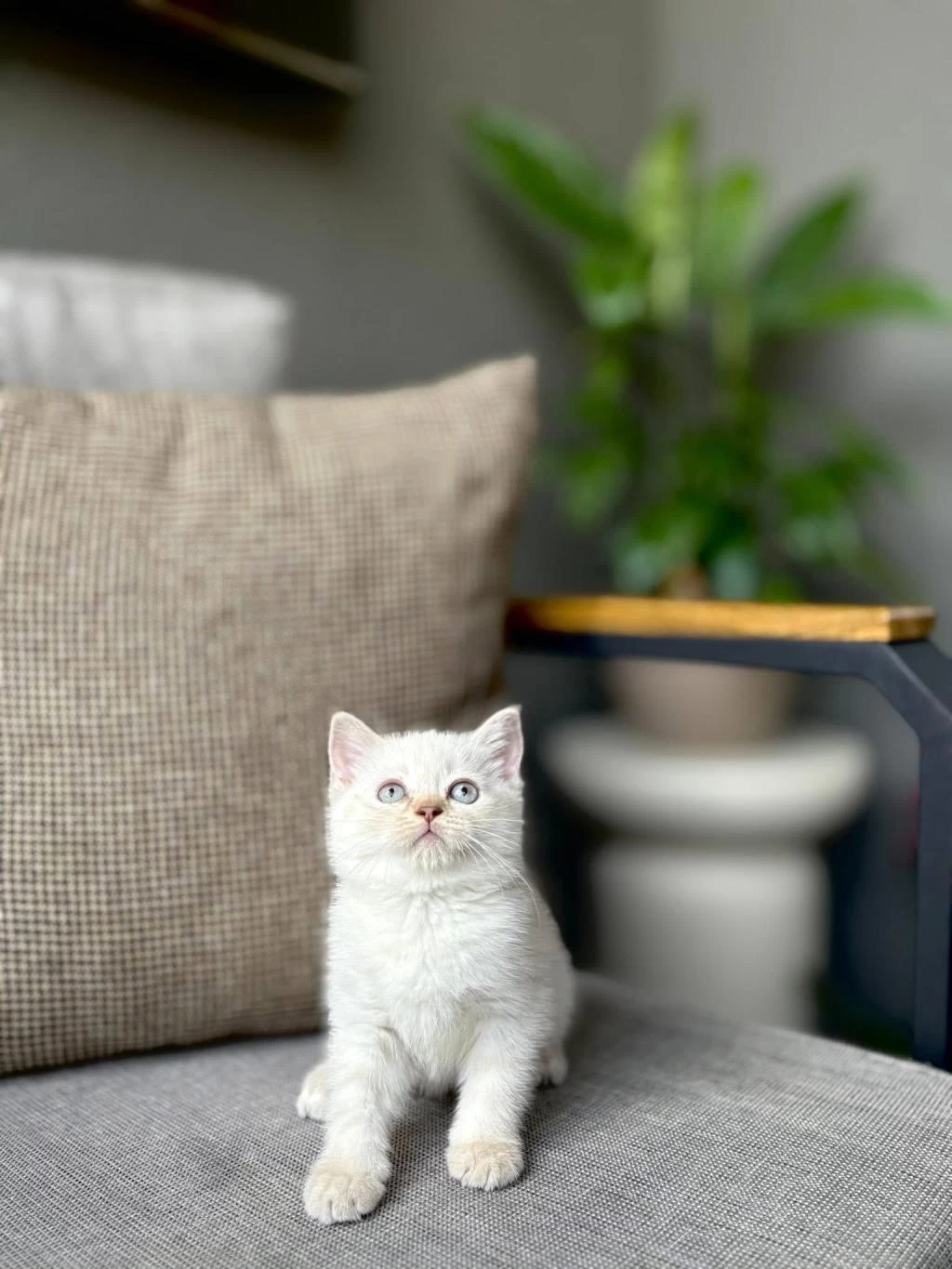 Birbirinden Güzel British Shorthair Yavrularim
