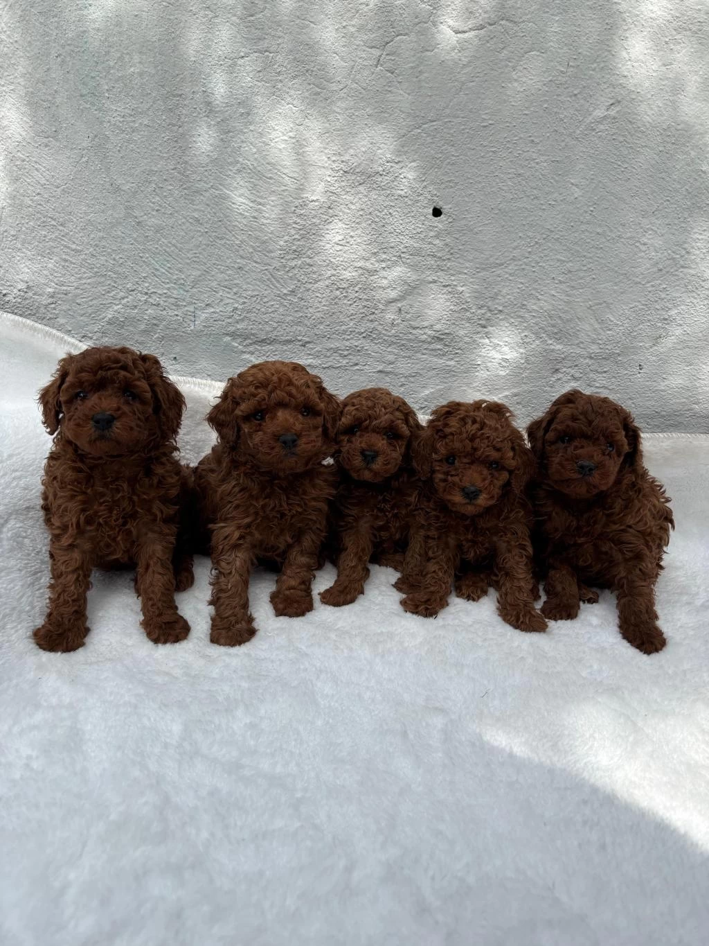 Denizlinin En Gözde Poodle Bebekleri