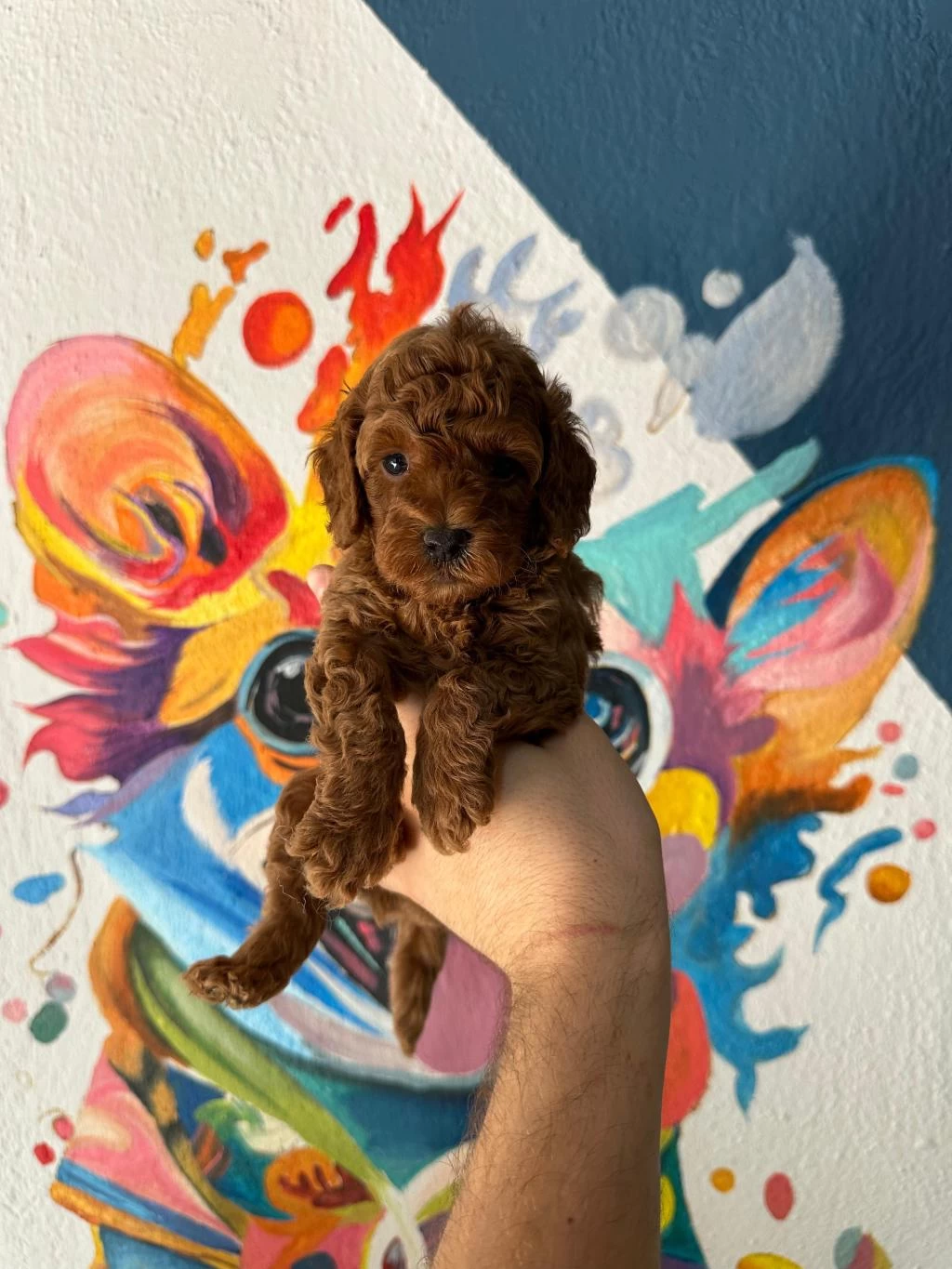 En İyisinden Poodle Bebekler