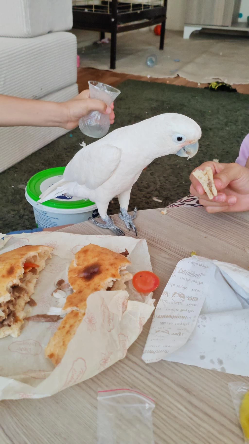Evcil Oyun Hamuru İnsan Canlısı Kakadu