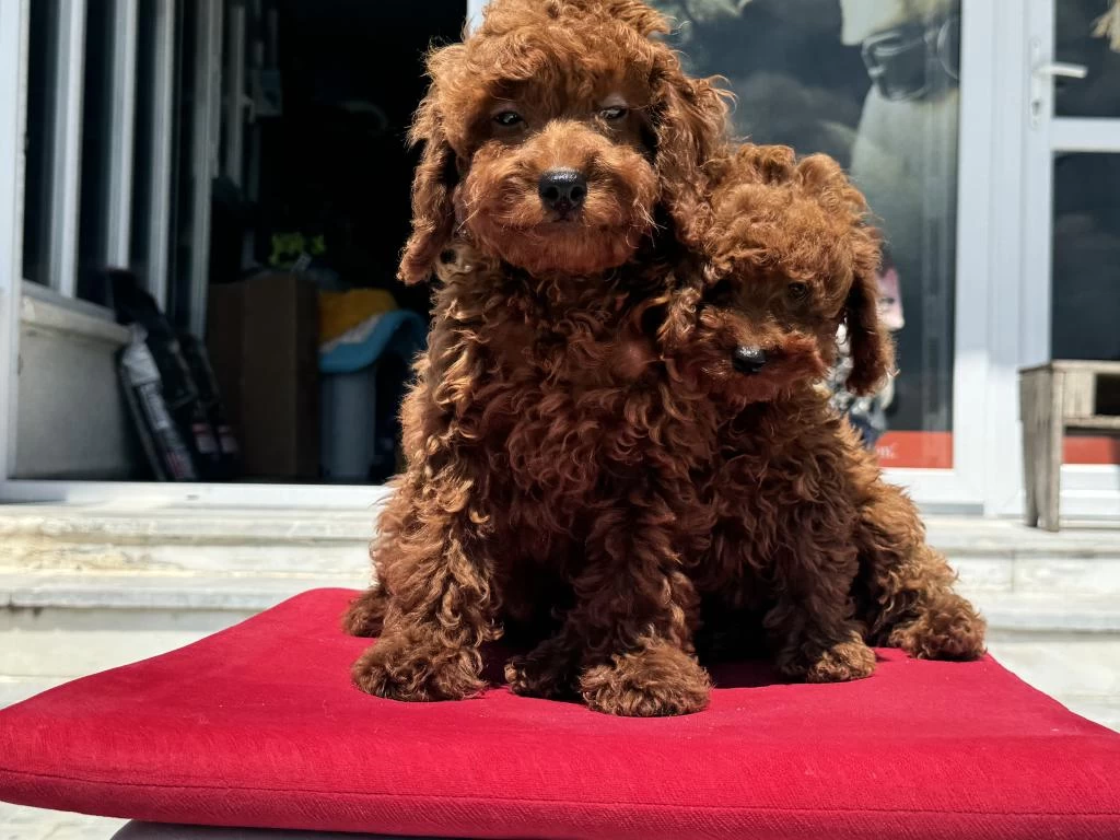 Petmode Köpek Çiftliğinden Redbrown Toy Poodle
