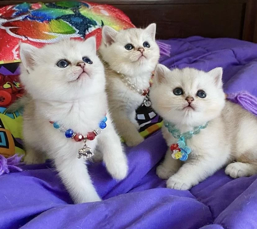 British Shorthair Yavrular