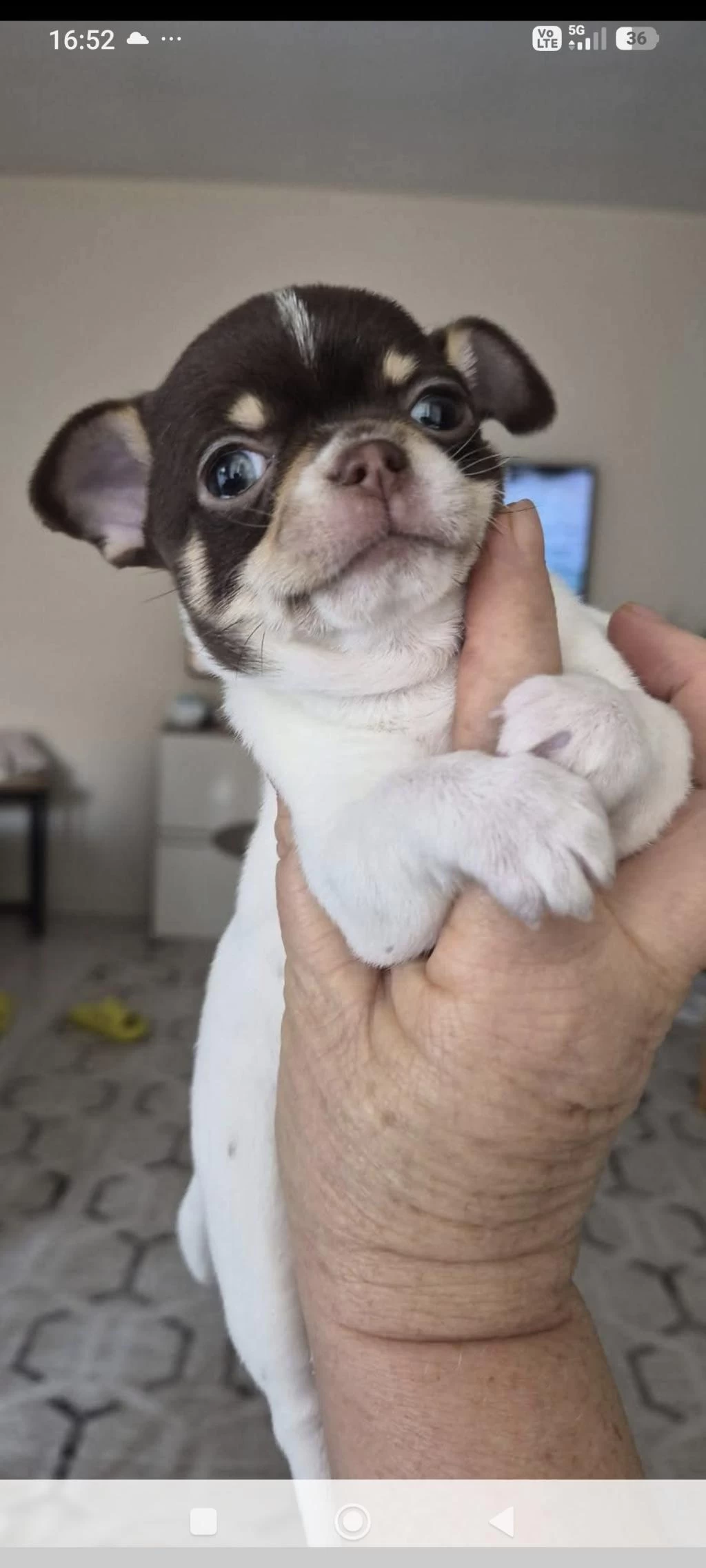 Minik Şivava Köpekler