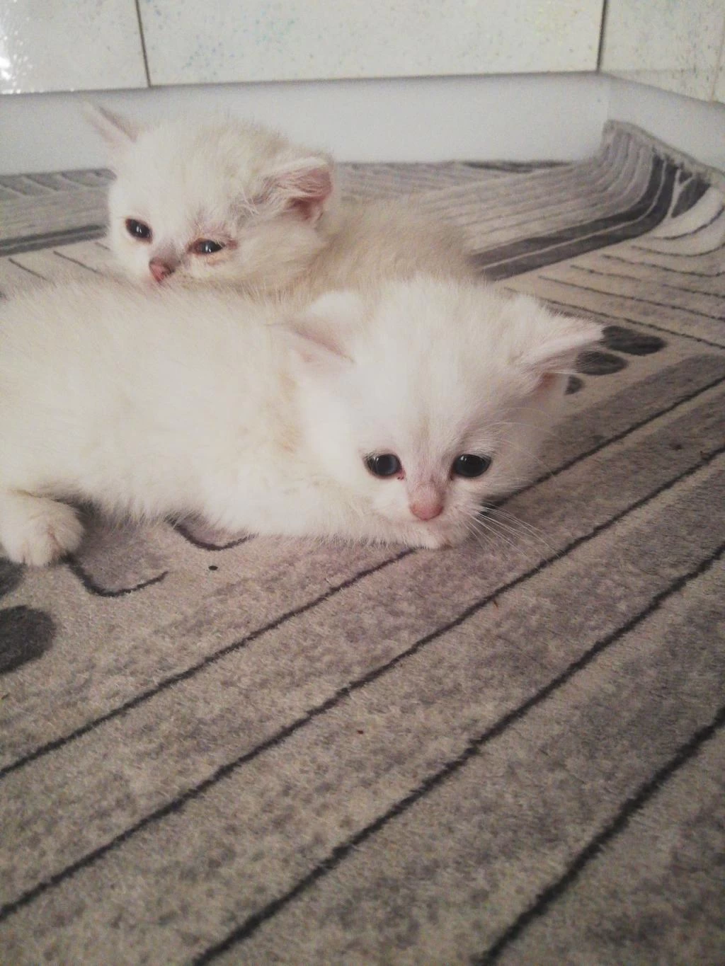 1.5 Aylık British Shorthair Yavrular