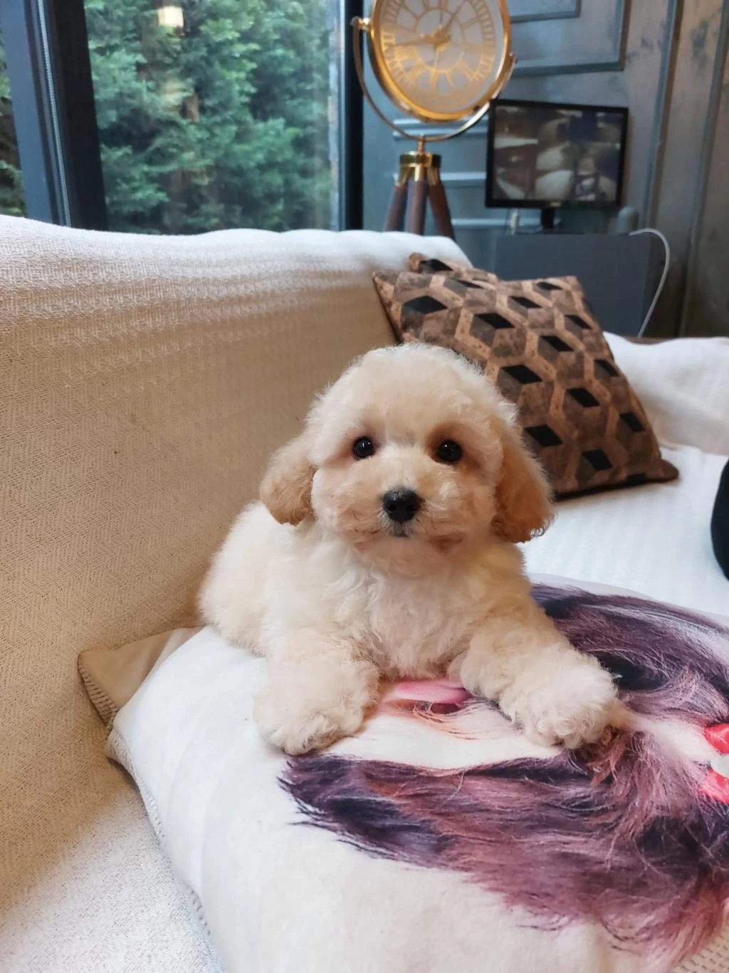 Akıllı Ve Tüy Dökmeyen Karakteriyle Maltipoo Yavrusu