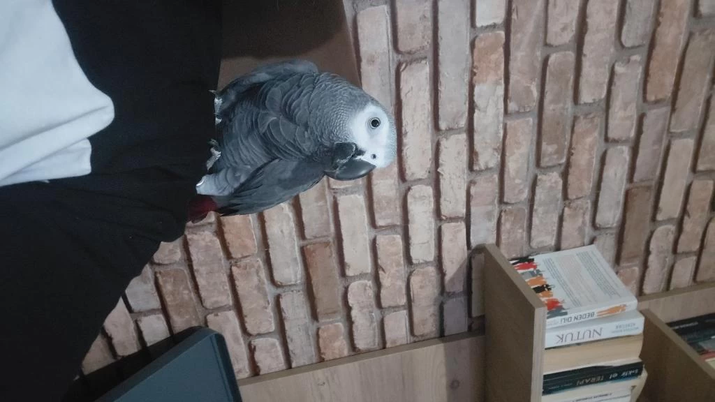 Full Evcil Jako Papağanı