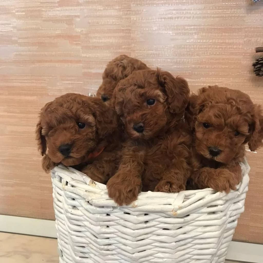 Efsane Toy Poodle Yavrulari