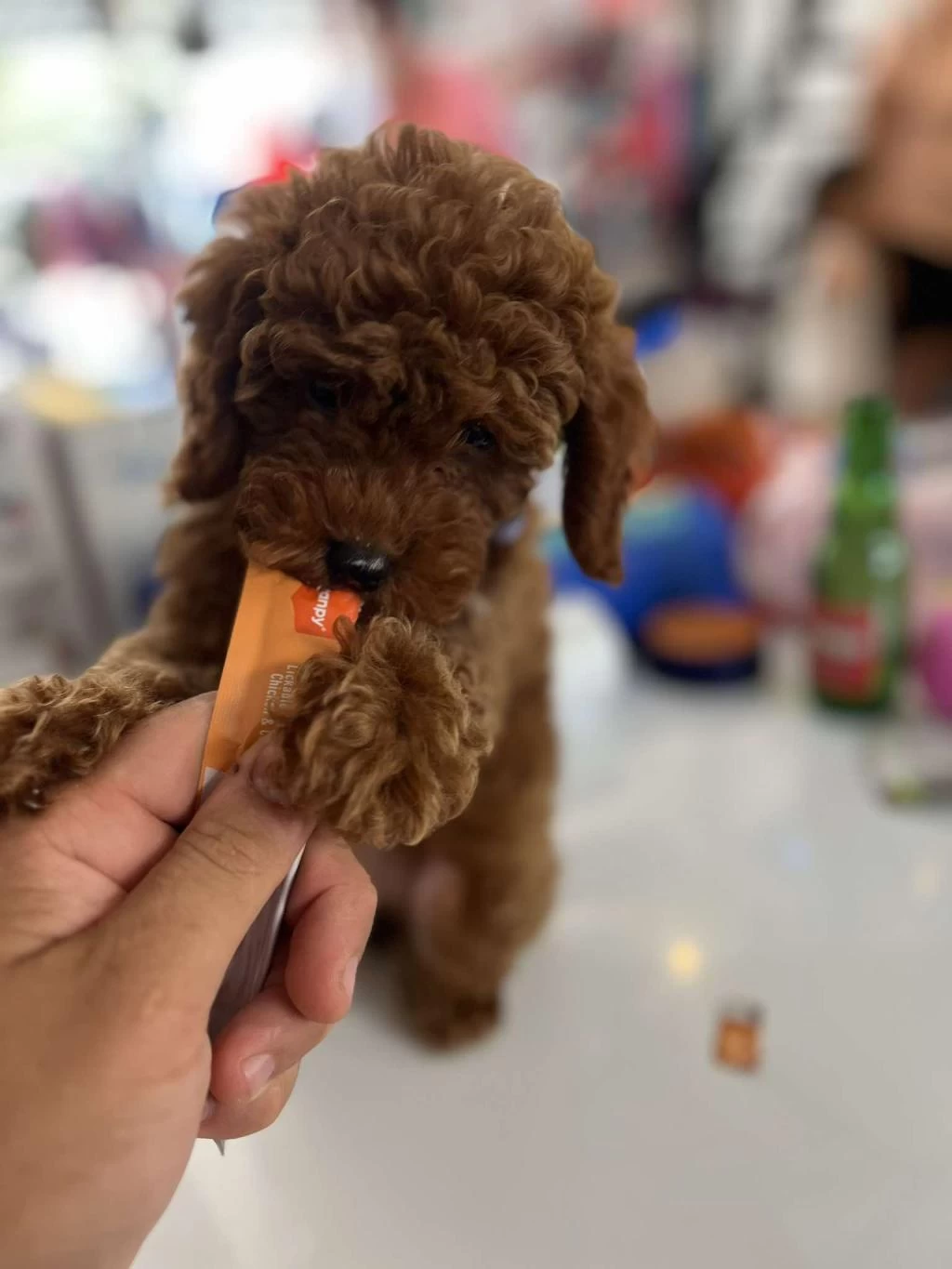Biblo Güzelliğine Sahip Mikrochipli Poodle Bebekler
