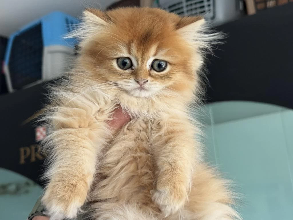Ankranın En Özel Ny12 Golden British Yavruları