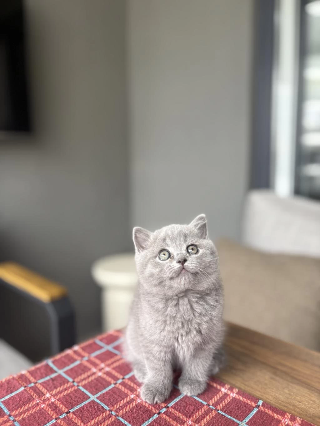İrk Ve Sağlik Garantili British Shorthair Yavrular