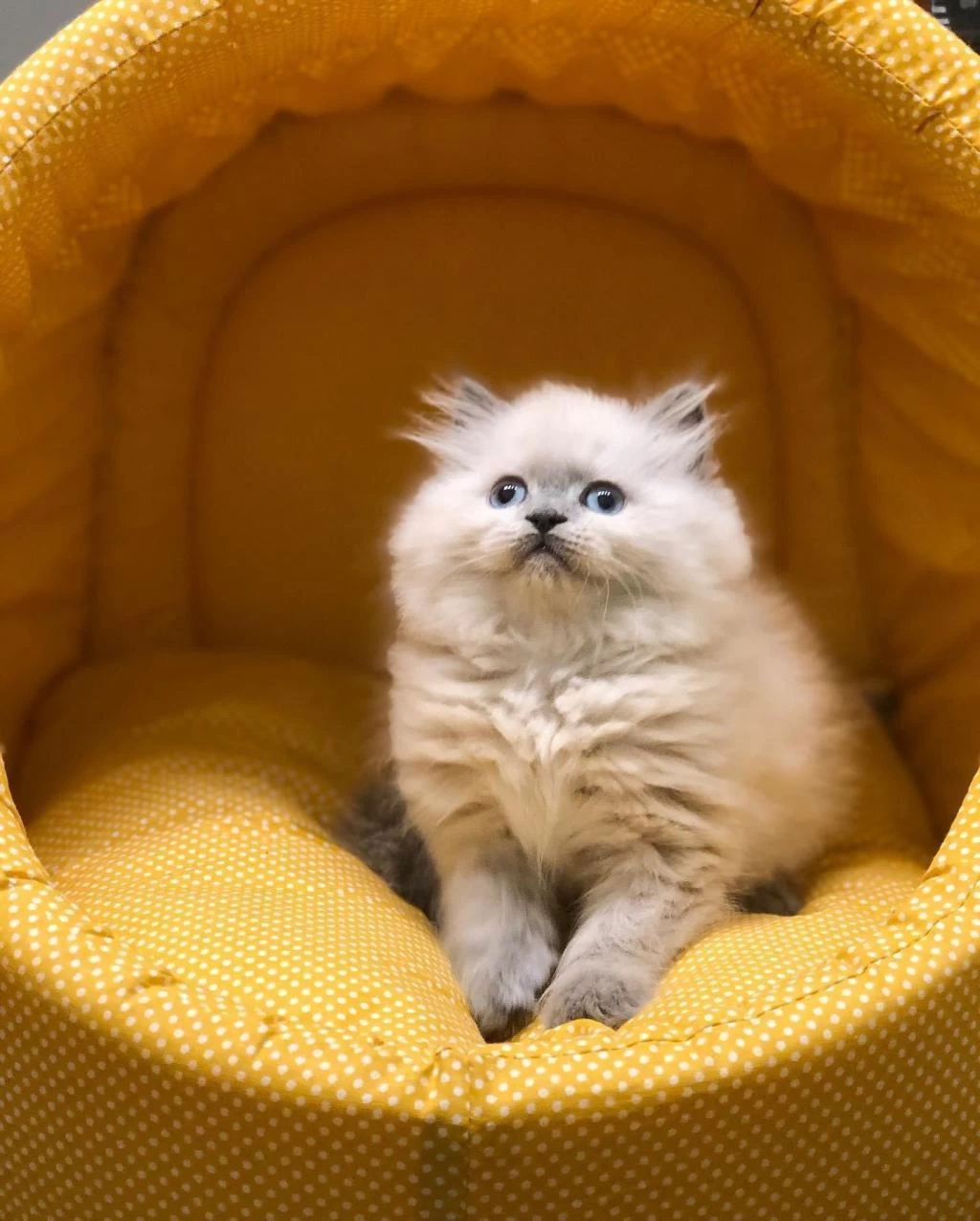 Mavi Gözlü British Longhair Yavrularim