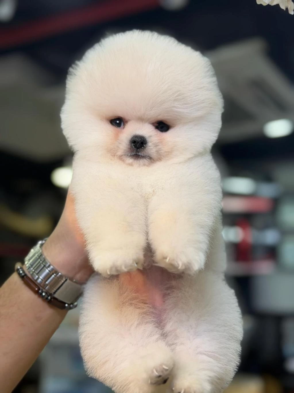 Ankaranın Tek Pet Danışmanlığı