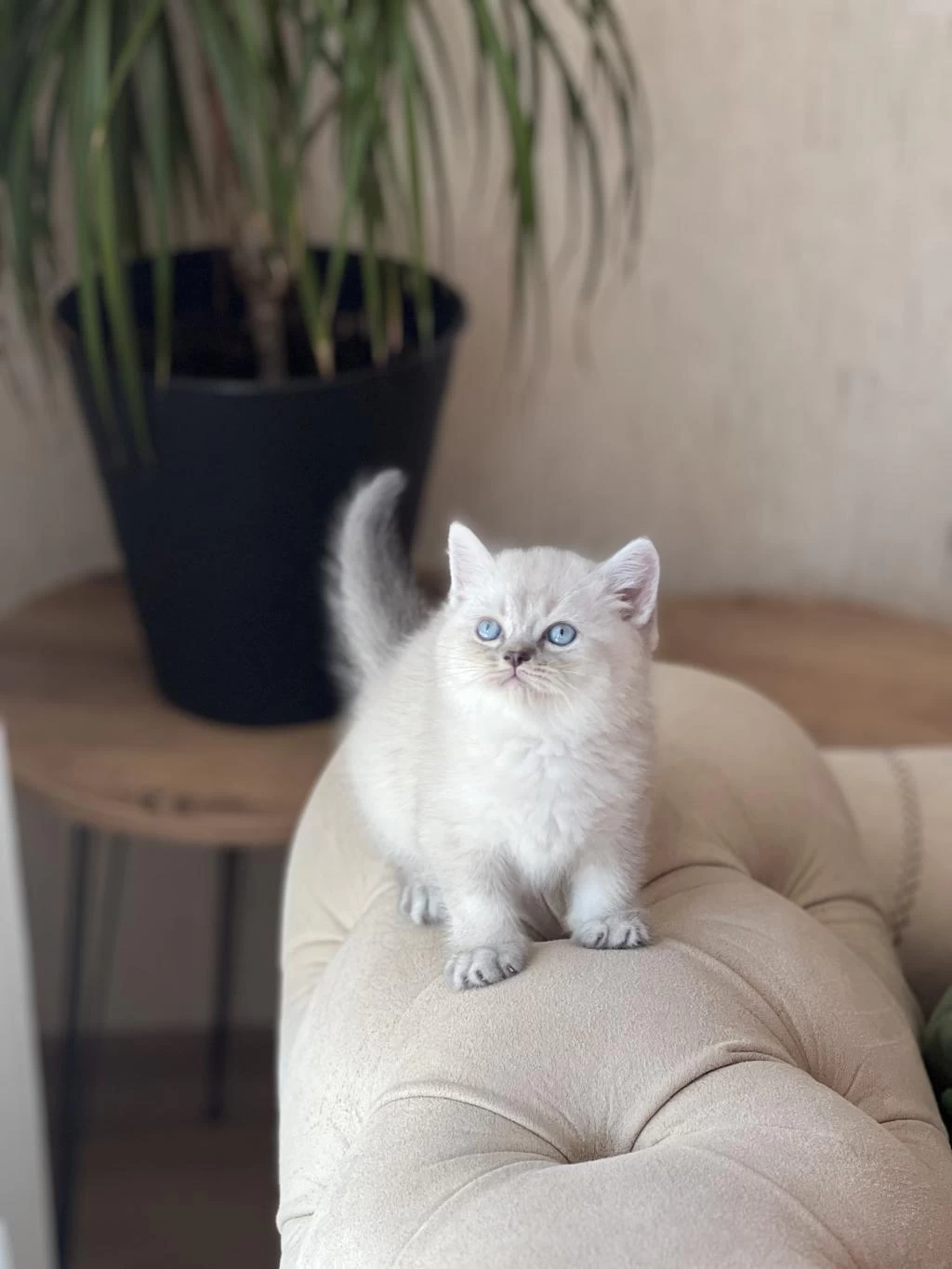 Ayi Surat British Shorthair Yavru