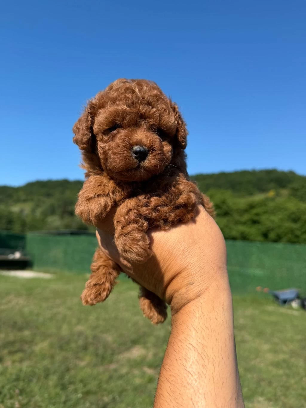 Toy Poodle Kore Kan Yavrularımız
