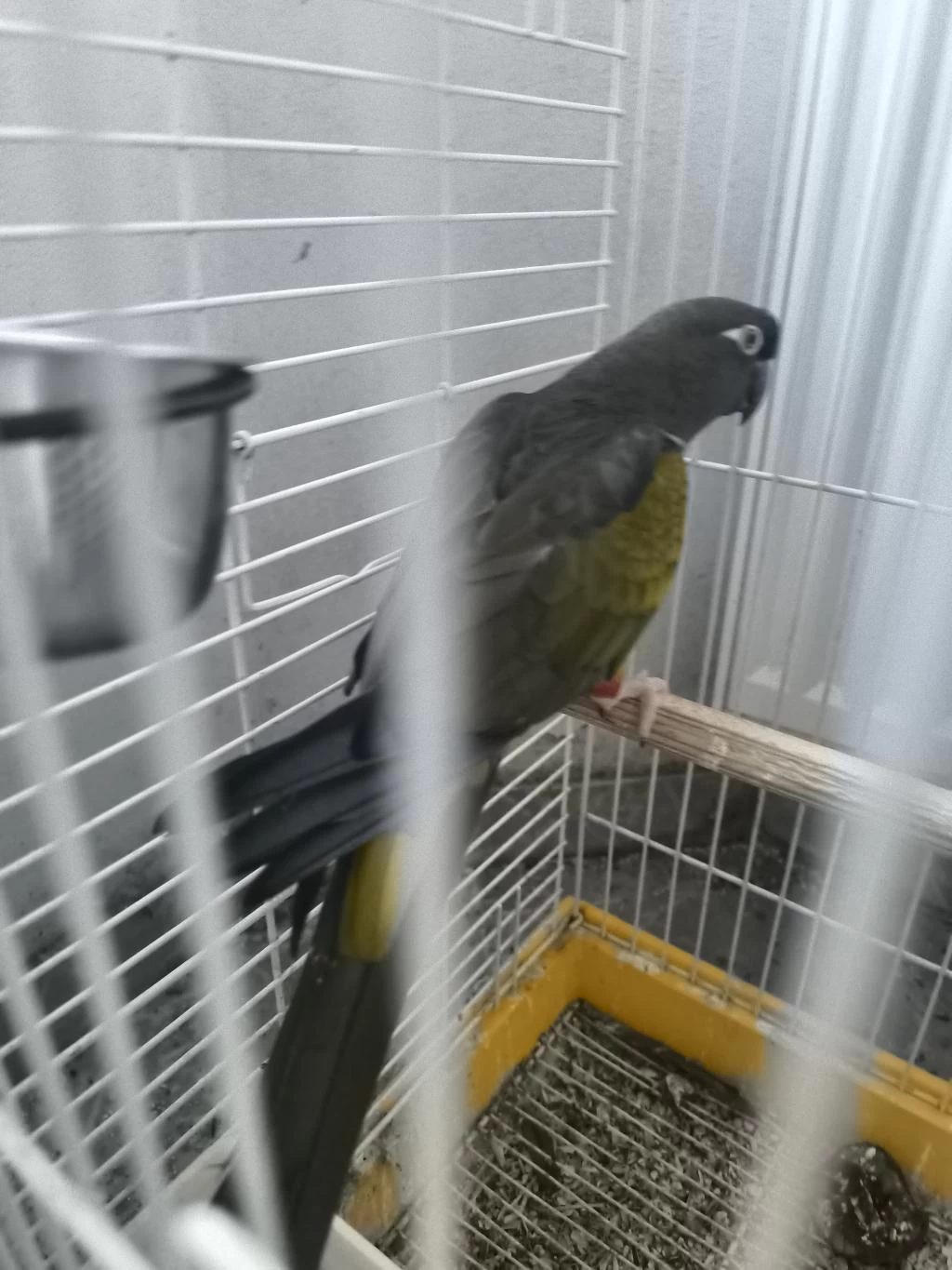 Petagonya Konur Papağani Evcil Degildir