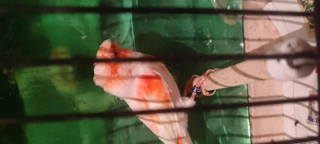 Şahane Birbirinden Güzel Alman Tepeli Kanaryalar