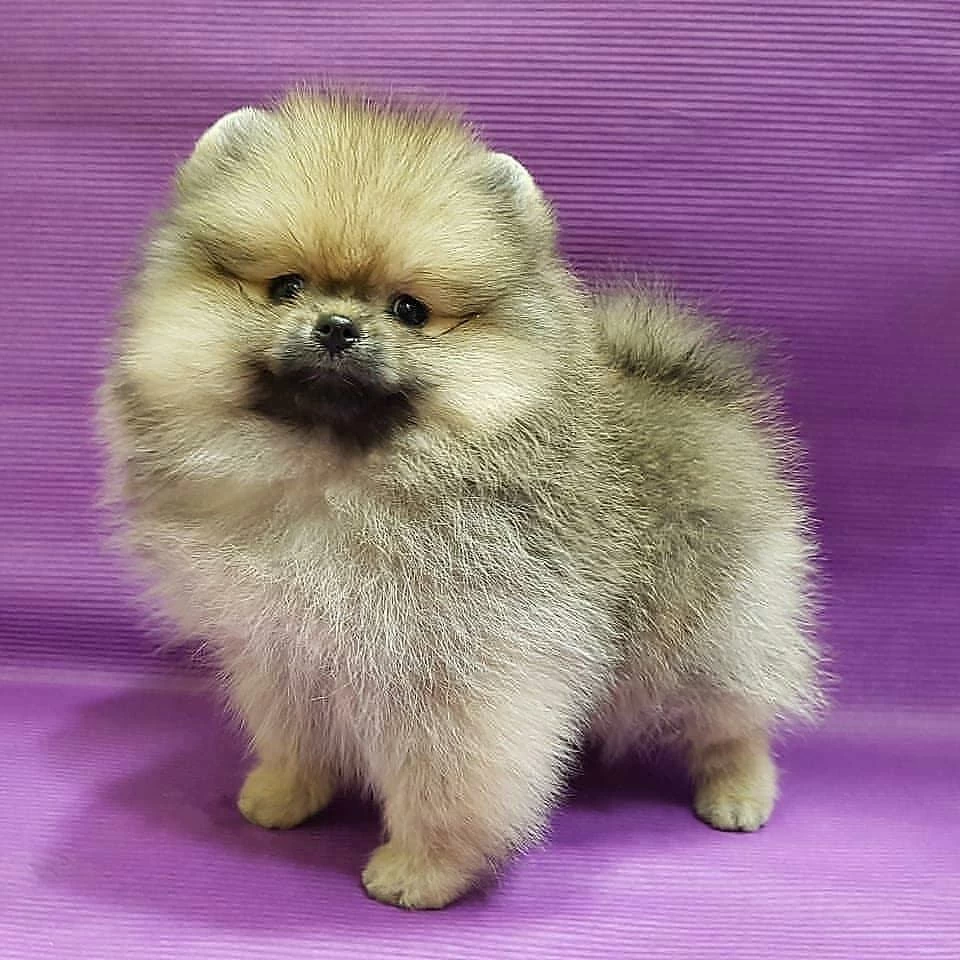 Dünya Tatlisi Pomeranian Yavrulari