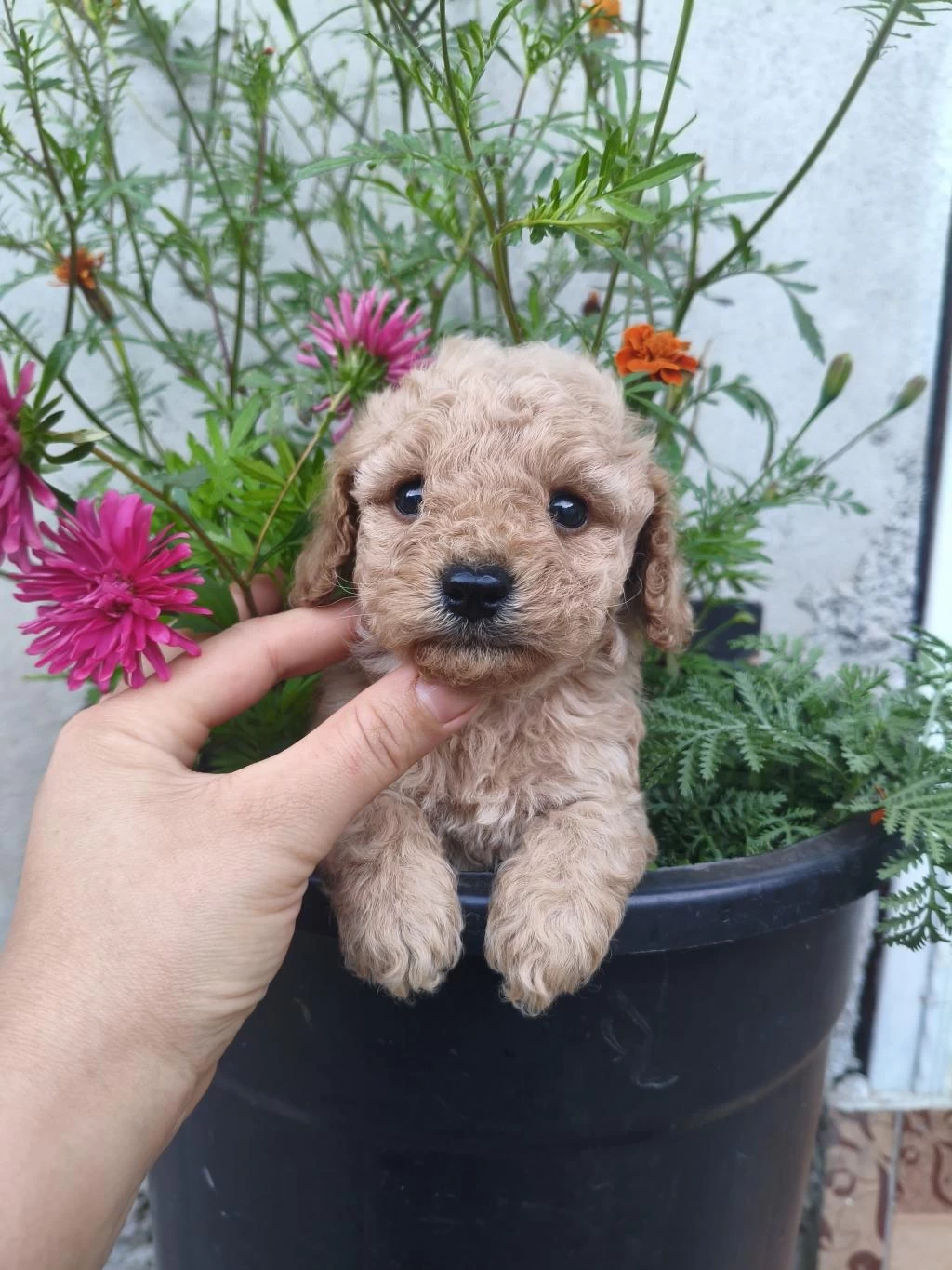 Sağlıklı Erkek Poodle Bebek