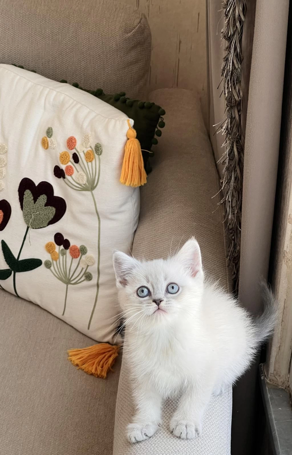 Sevecen Oyuncu British Shorthair Yavrular