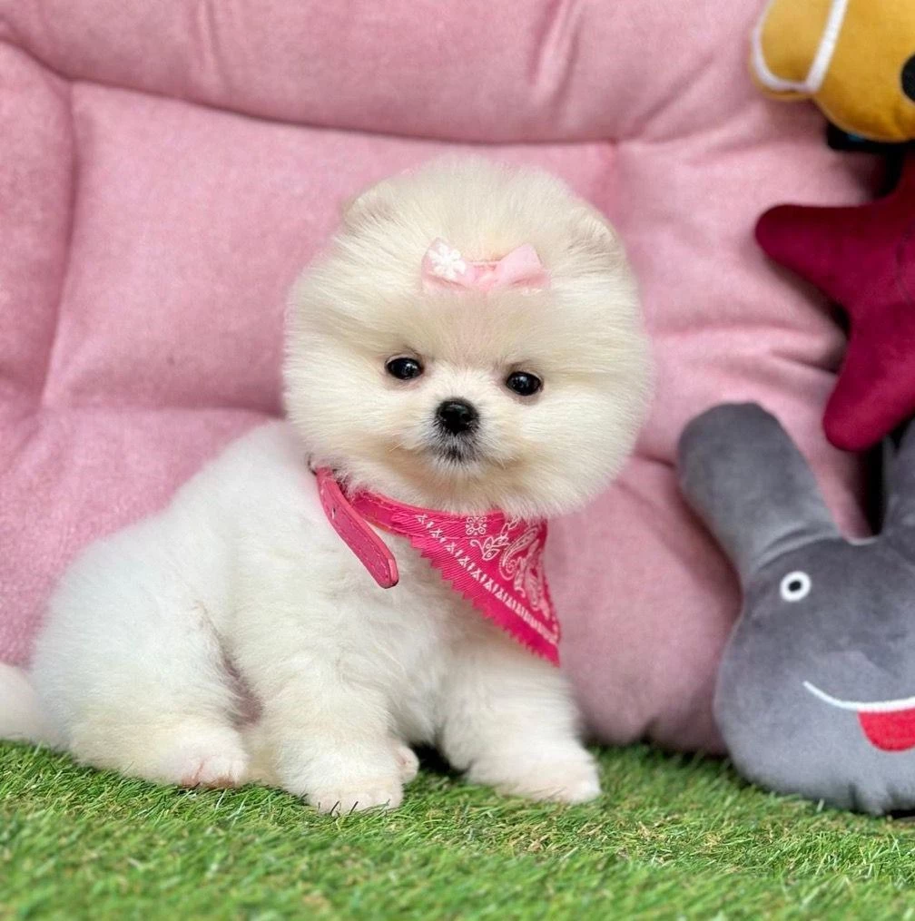 Sevimli Pomeranian Boo Yavrularımız