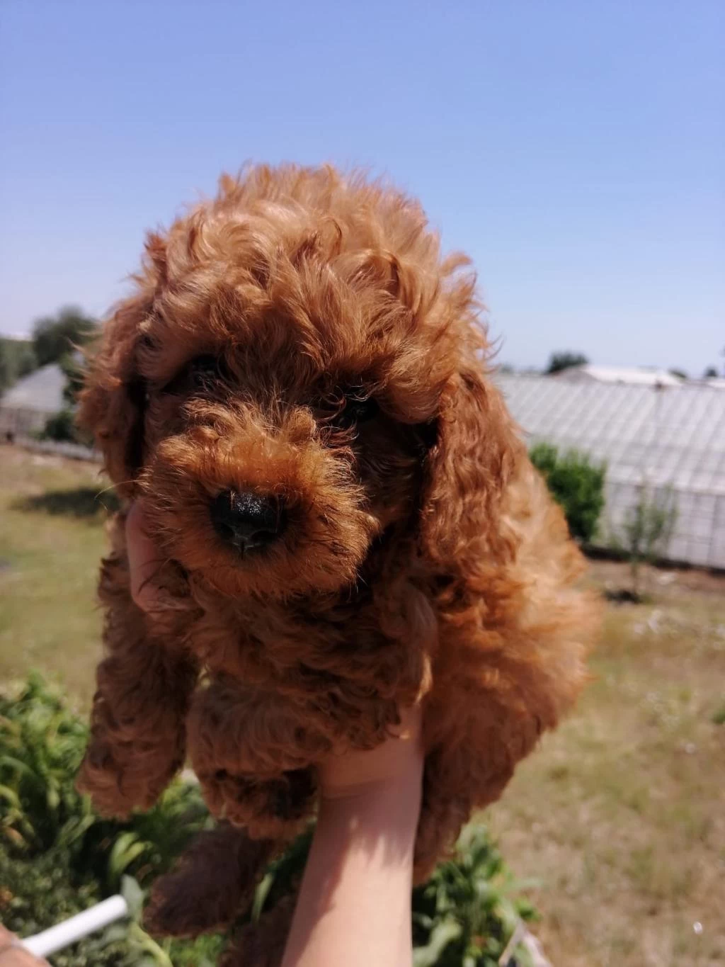Ankranın En Seçkin Toy Poodle Yavruları Ziyarete Açık