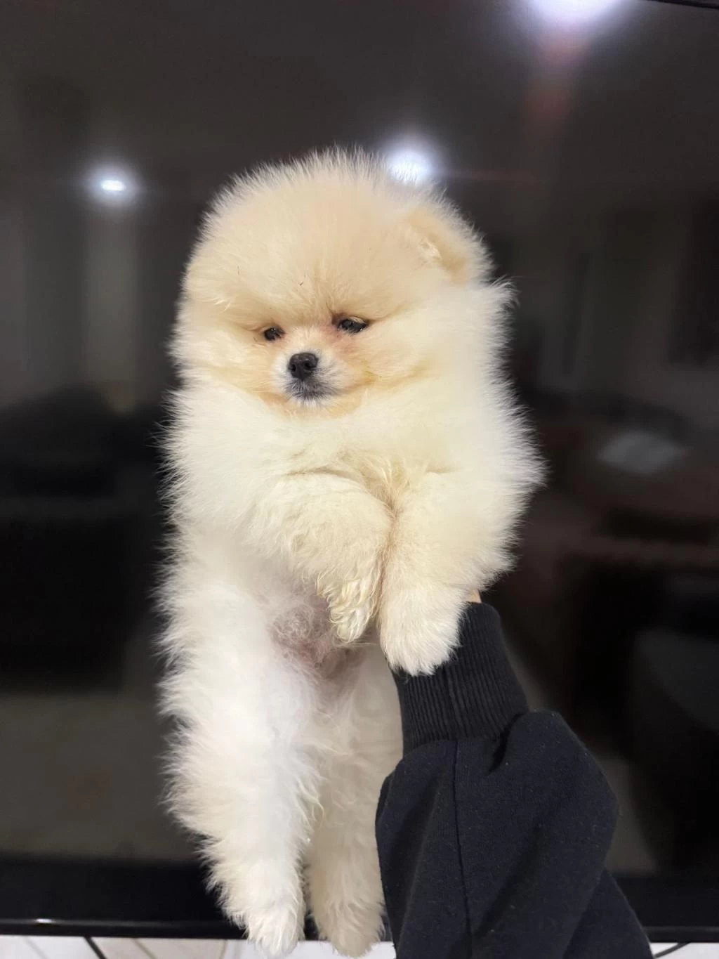 Toy Poodle Yavrularımız