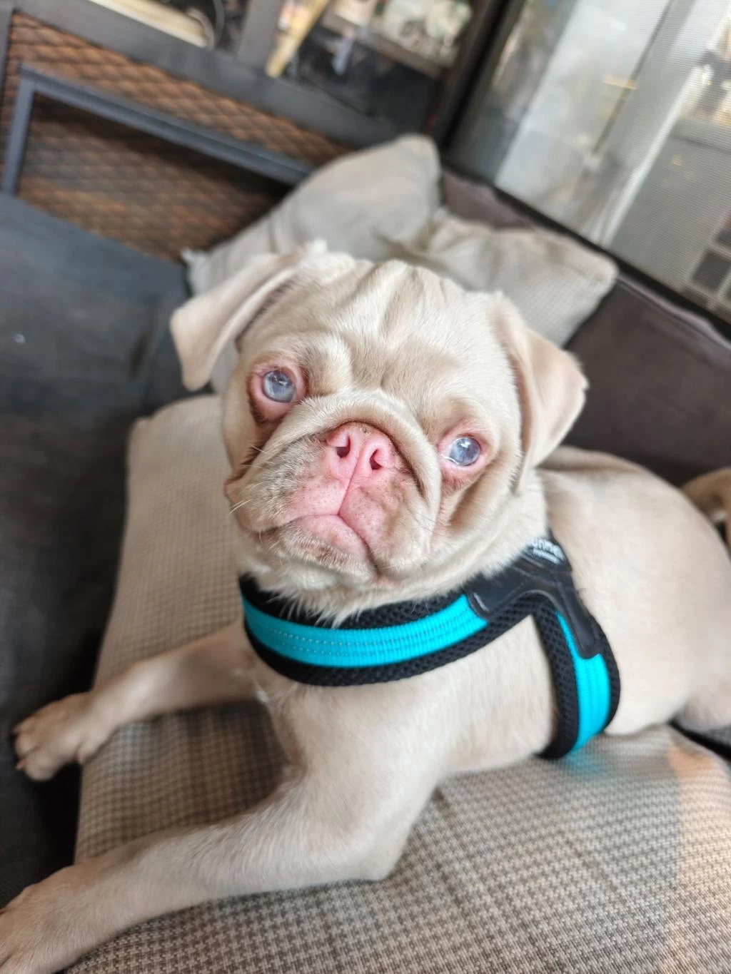 Harika Ping Pug Yavrumuz