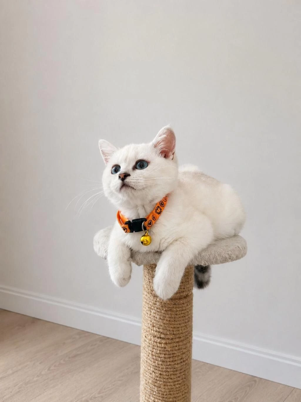 Orijinal Safkan British Shorthair