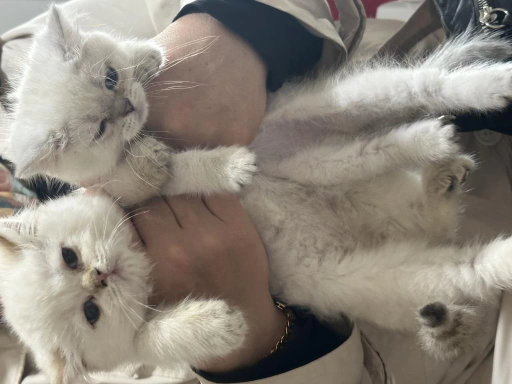 British Silver Shorthair Ve British Semi Long