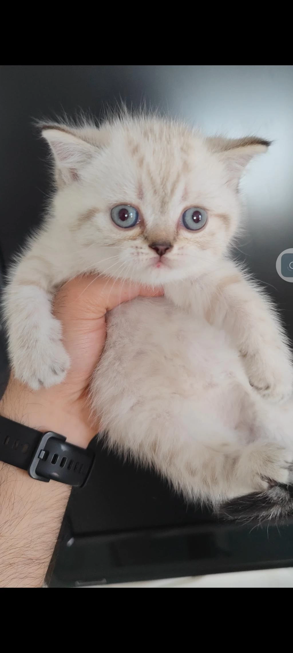 British Shorthair Kedisi