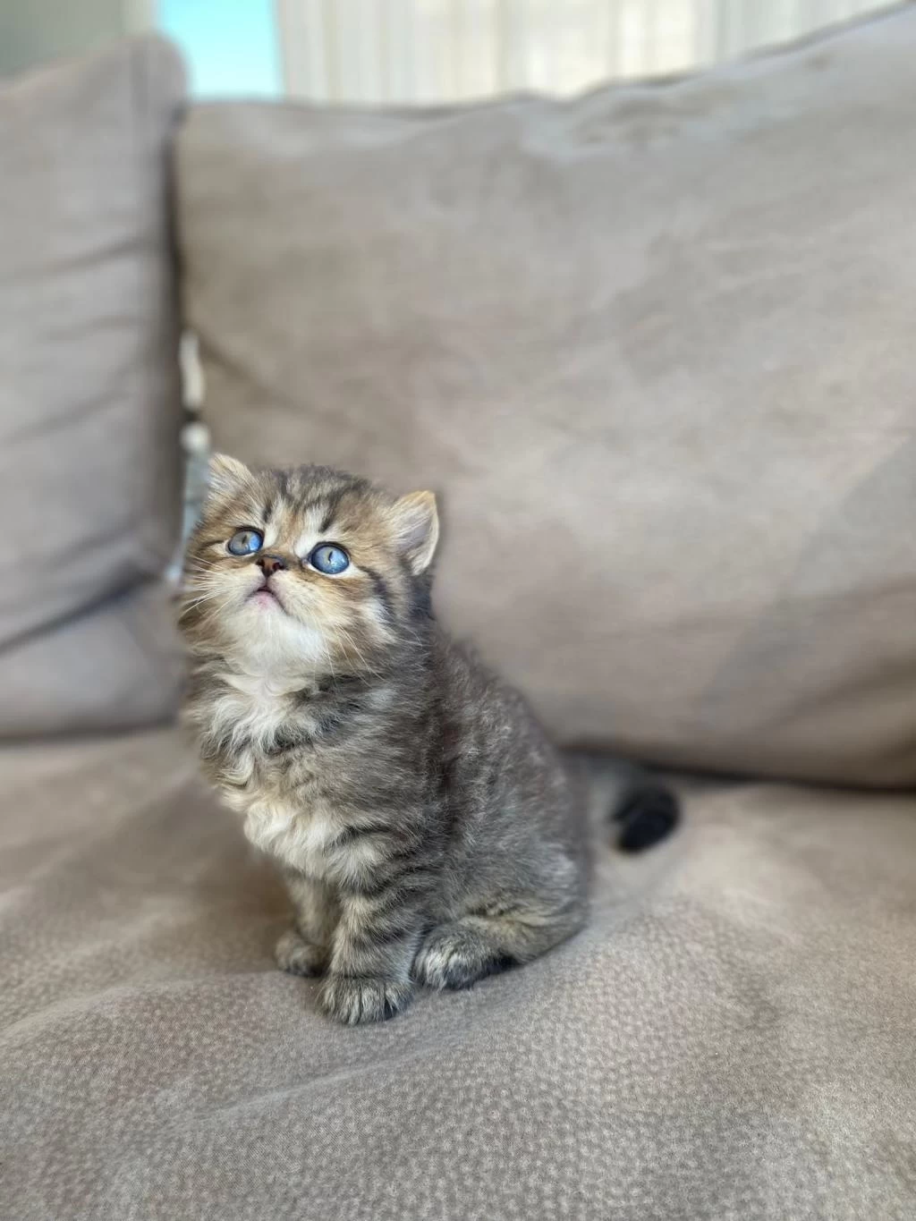 British Shorthair Kardeşler
