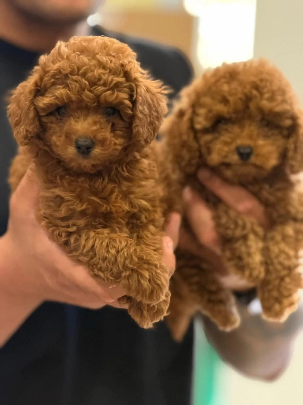 Toy Poodle İrk Garantili Köpekler