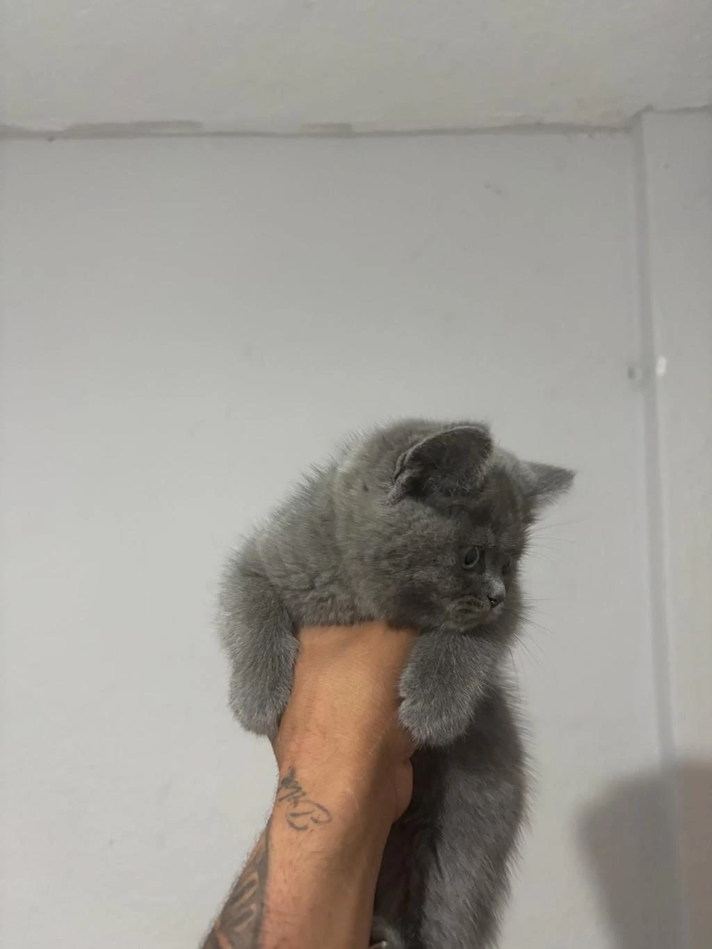 British Shorthair Yavrular İrk Sağlık Garantili