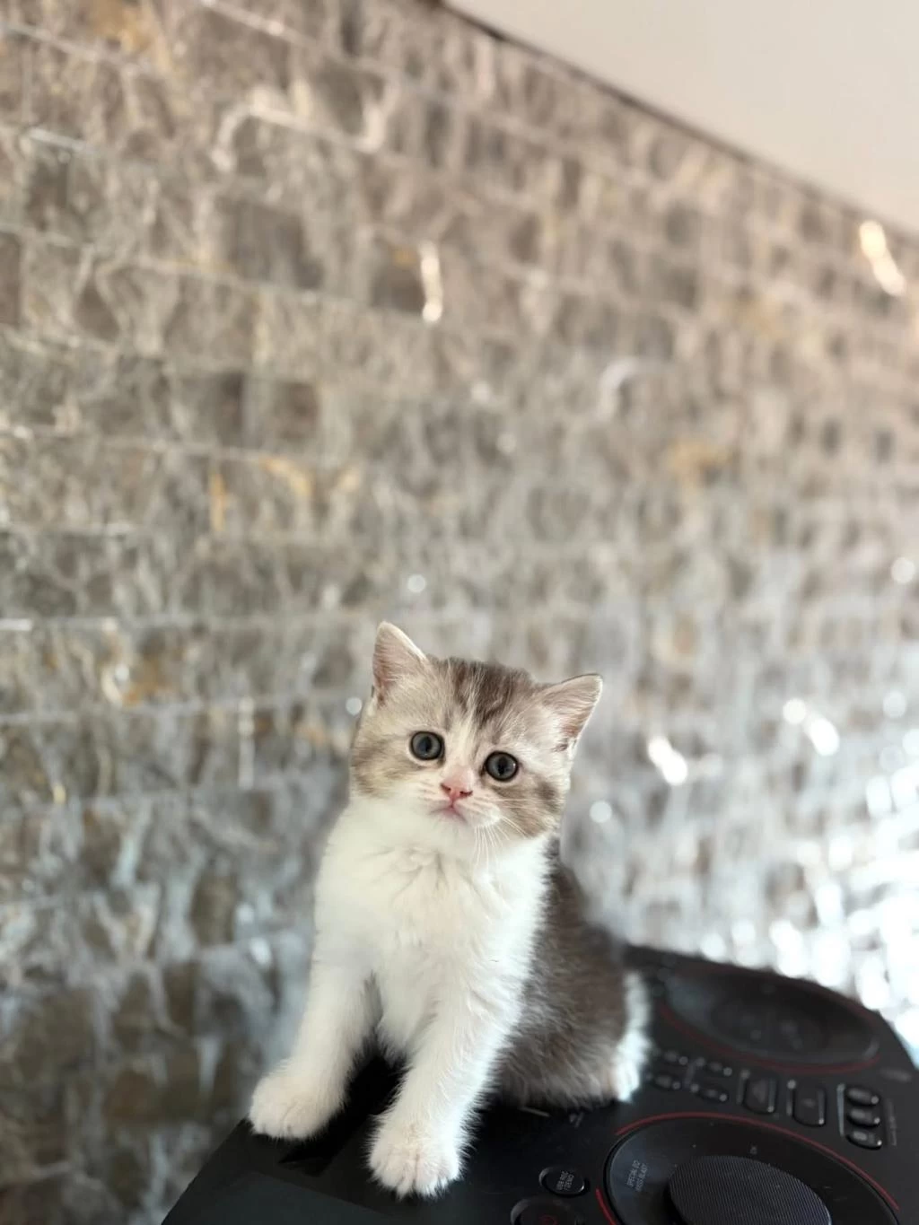 British Shorthair Yavrular