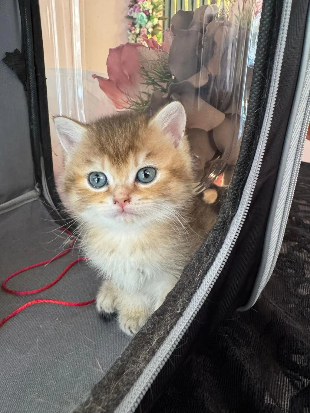 British Shorthair Golden Yavrular