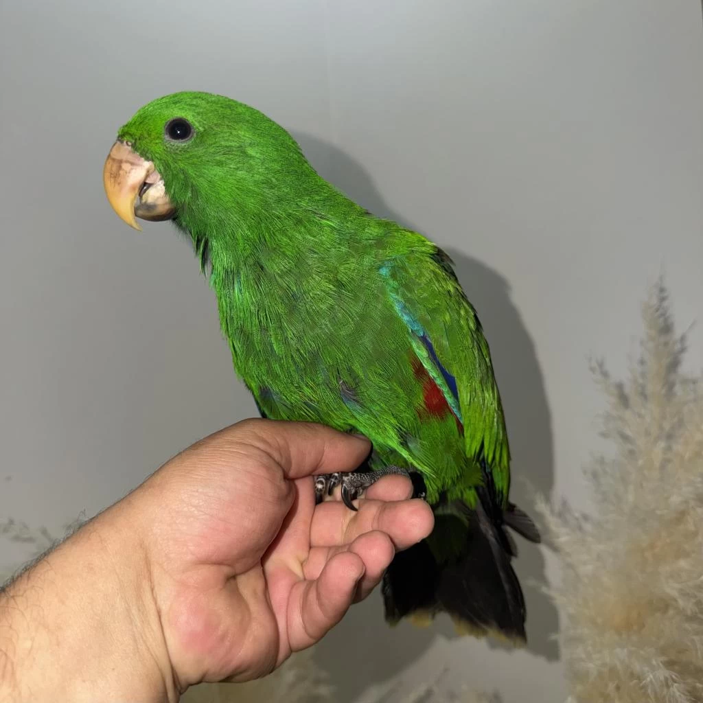 Eclectus Papağani Yavru