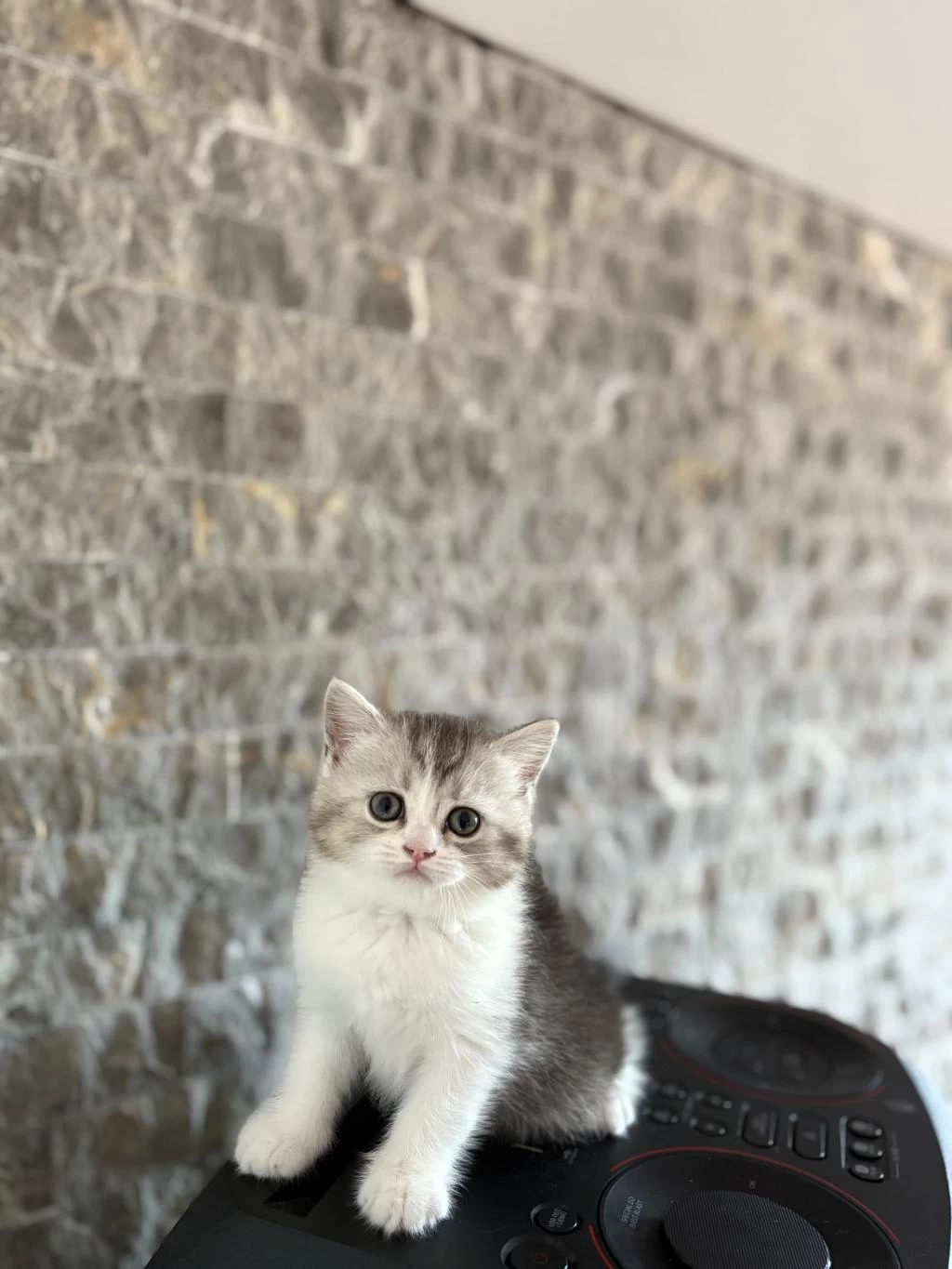 Güzeller Güzeli British Shorthair Yavrular