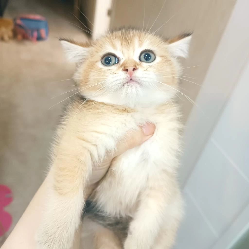 British Golden Erkek