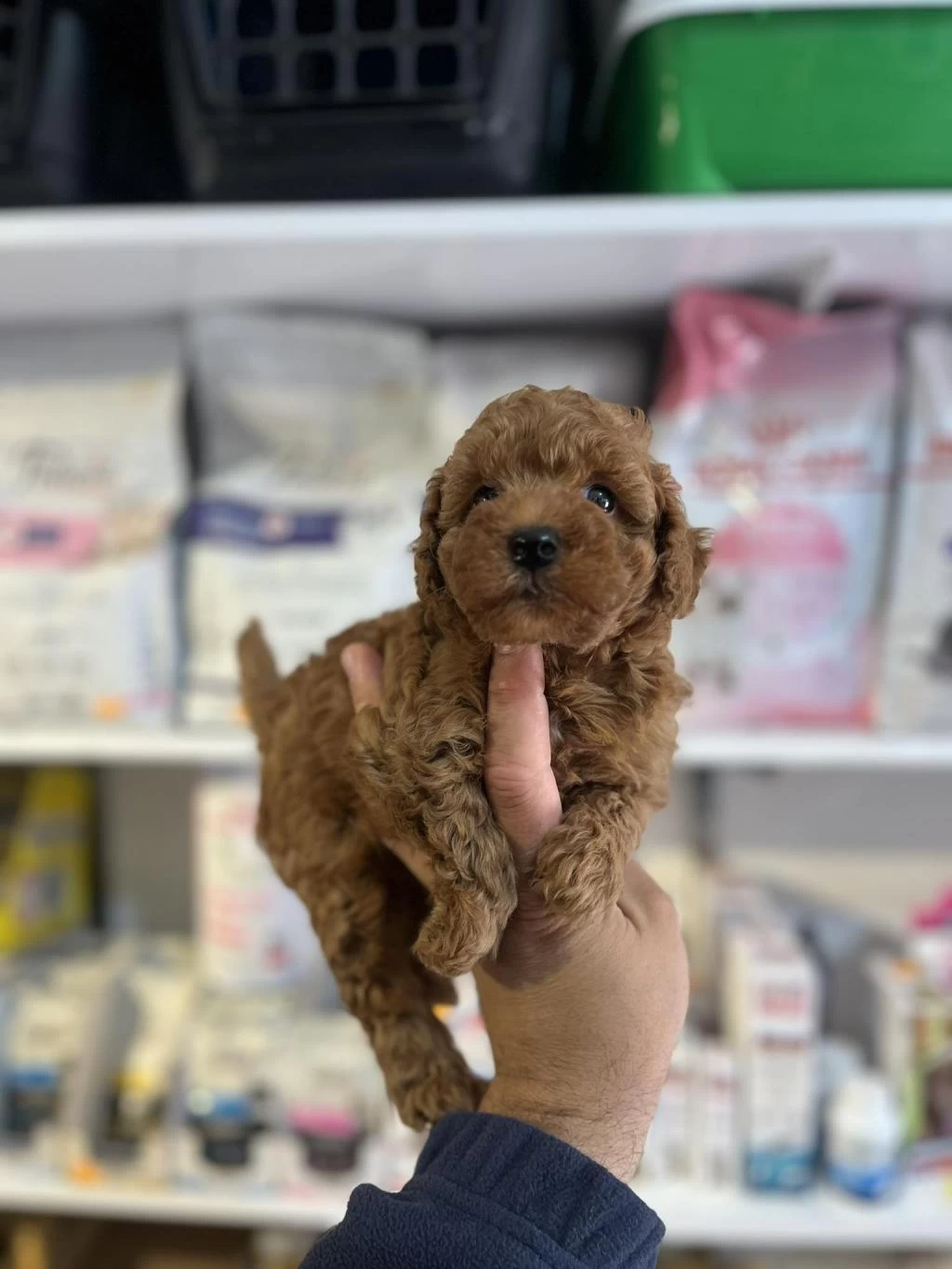 Orjinal Red Brown Toy Poodle Yavrular