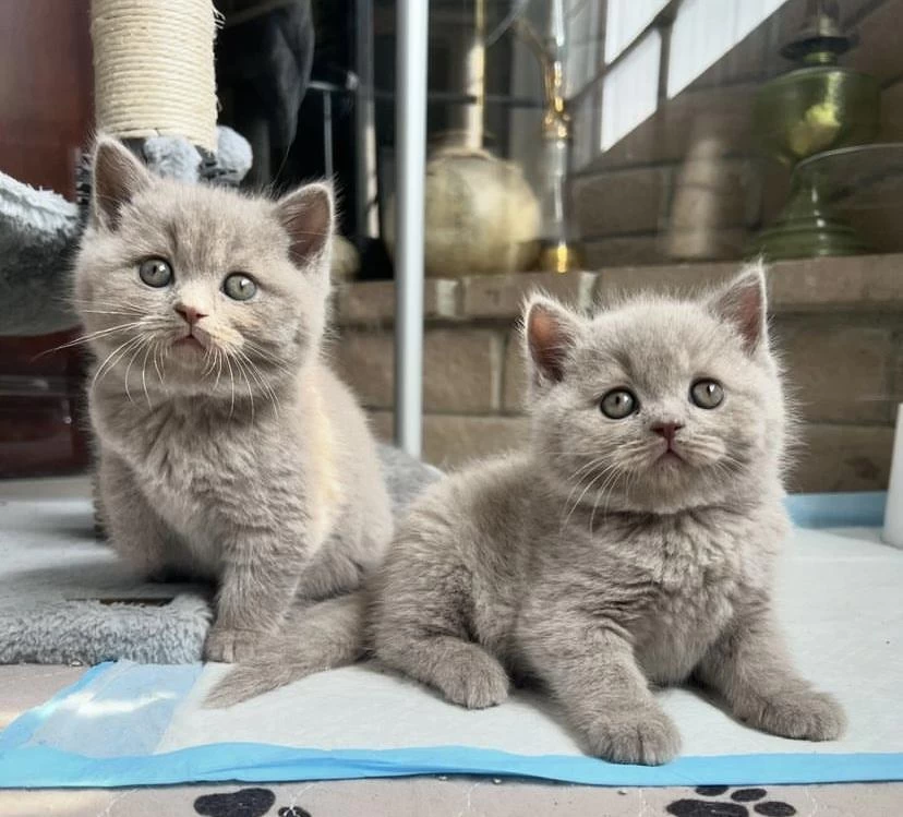 Harika British Shorthair