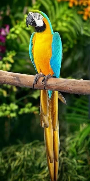 Orijinal Sarı Kırmızı Macaw