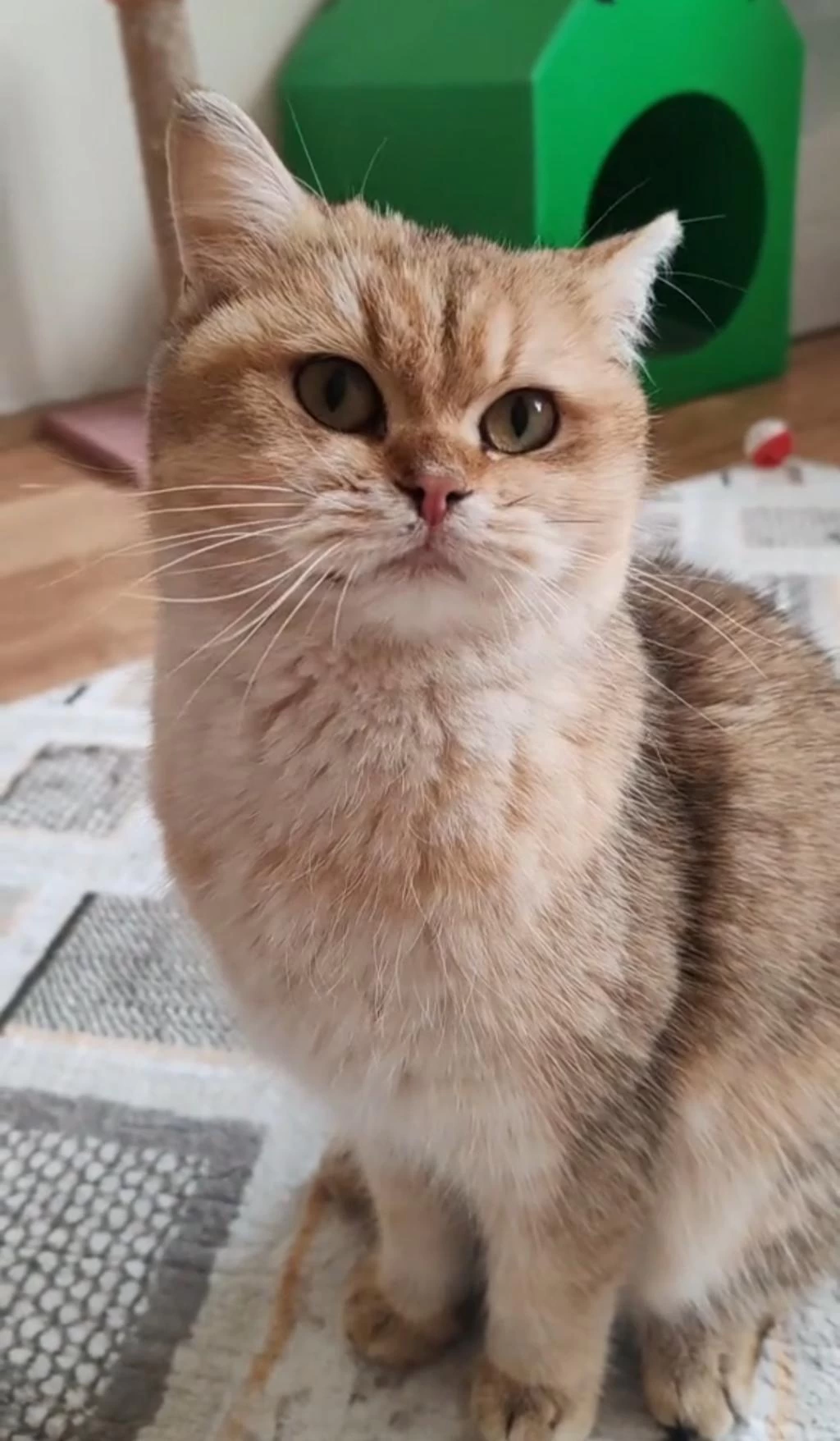 British Golden Kızımız